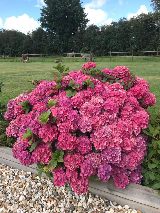 La Grange Aux Hortensias Thiergeville Zewnętrze zdjęcie